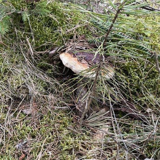 Iliustracija